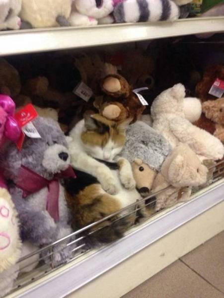 Funny Animals (46 pics)