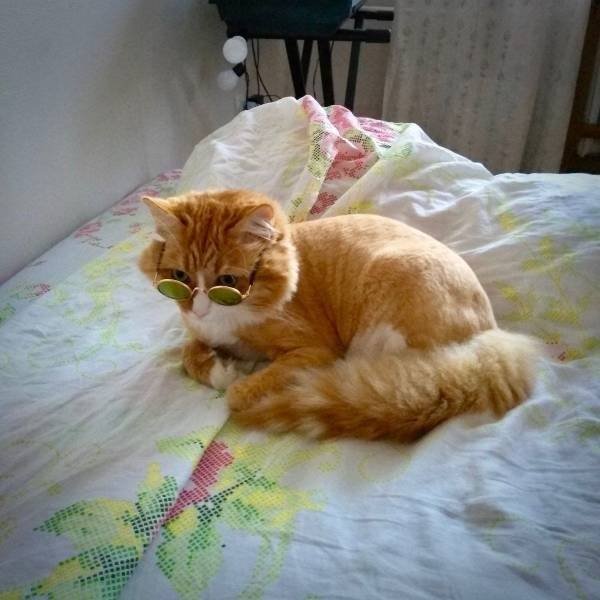 Funny Animals (46 pics)