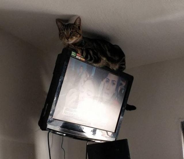 Funny Animals (46 pics)