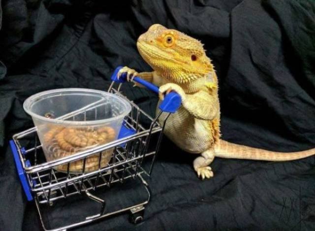 Funny Animals (46 pics)