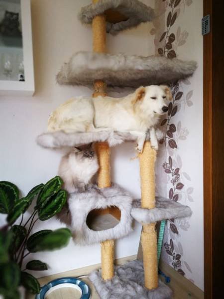 Funny Animals (46 pics)