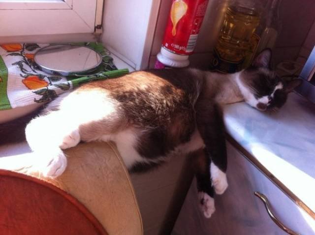 Funny Animals (46 pics)
