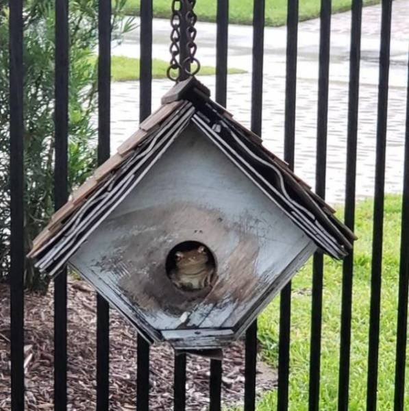 Funny Animals (46 pics)
