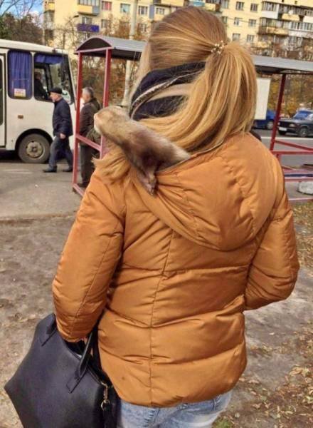 Funny Animals (46 pics)