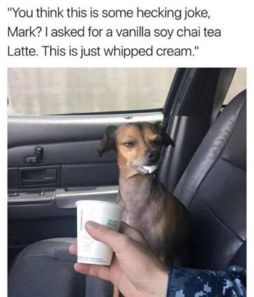 Funny Animals (46 pics)
