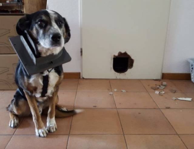 Funny Animals (46 pics)
