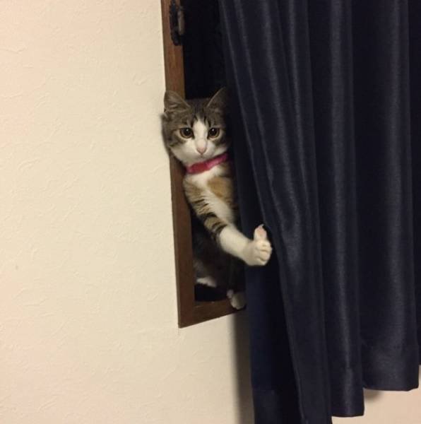 Funny Animals (46 pics)