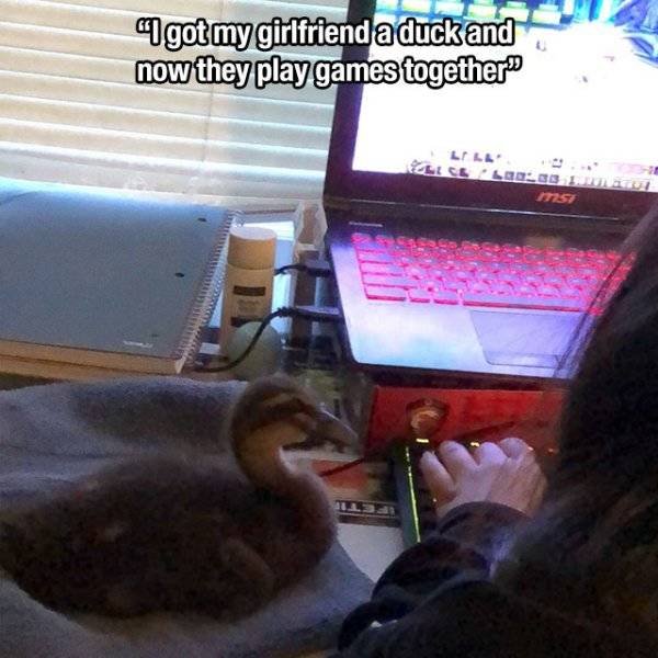 Funny Animals (46 pics)