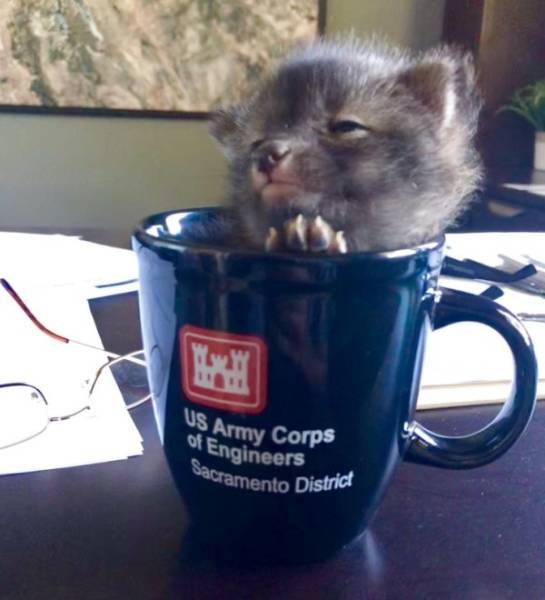 Funny Animals (46 pics)