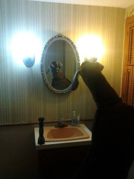 Funny Animals (46 pics)