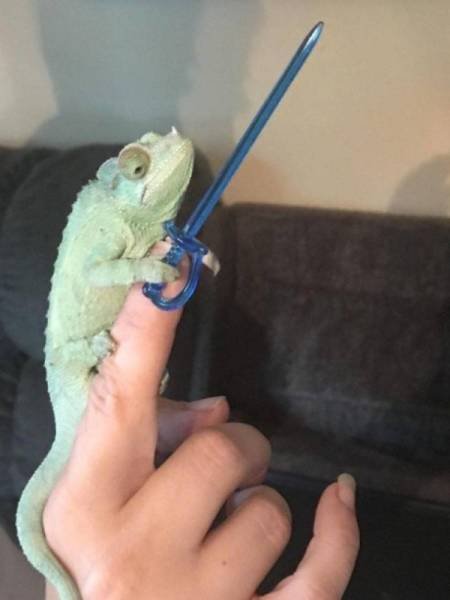 Funny Animals (46 pics)