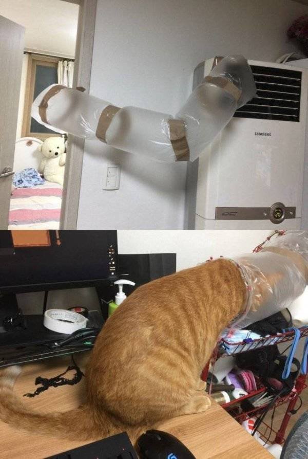 Funny Animals (46 pics)