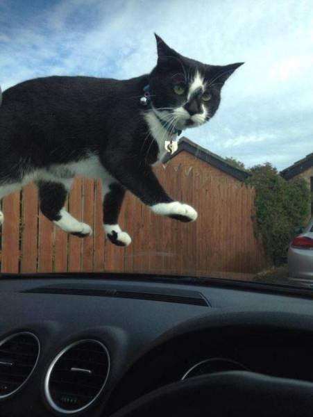 Funny Animals (46 pics)