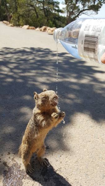 Funny Animals (46 pics)