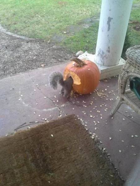 Funny Animals (46 pics)