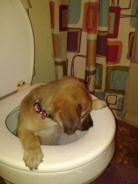 Funny Animals (46 pics)