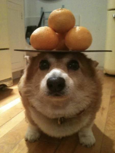 Funny Animals (46 pics)
