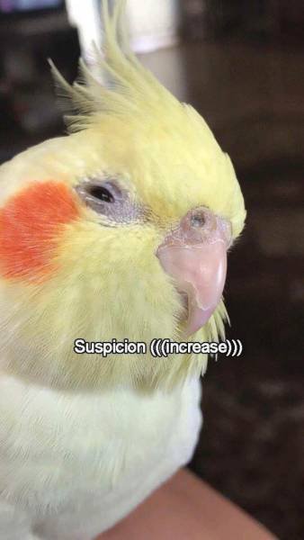 Funny Animals (46 pics)
