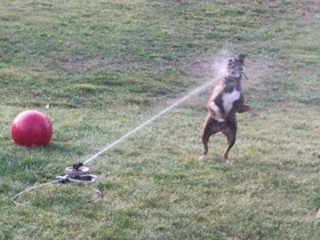 Funny Animals (46 pics)