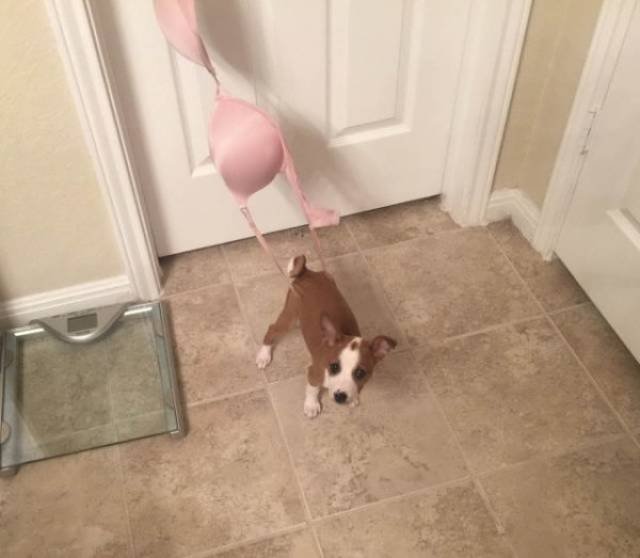 Funny Animals (46 pics)