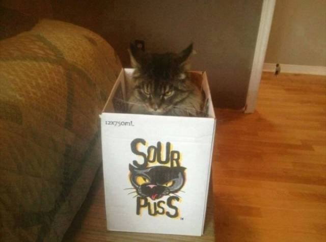 Funny Animals (46 pics)