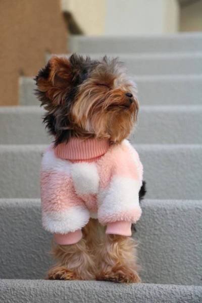 Funny Animals (46 pics)