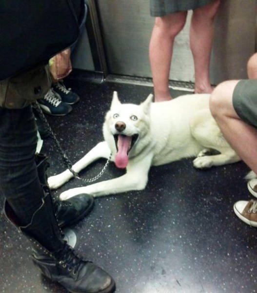 Odd People In The NYC Subway (25 pics)
