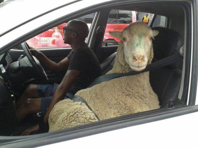 Weird Situations On The Road (42 pics)