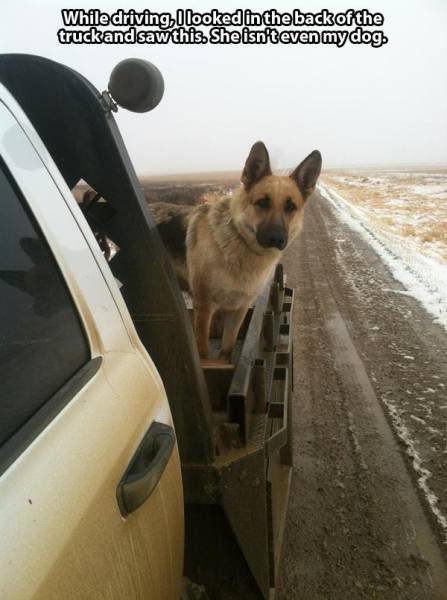 Weird Situations On The Road (42 pics)