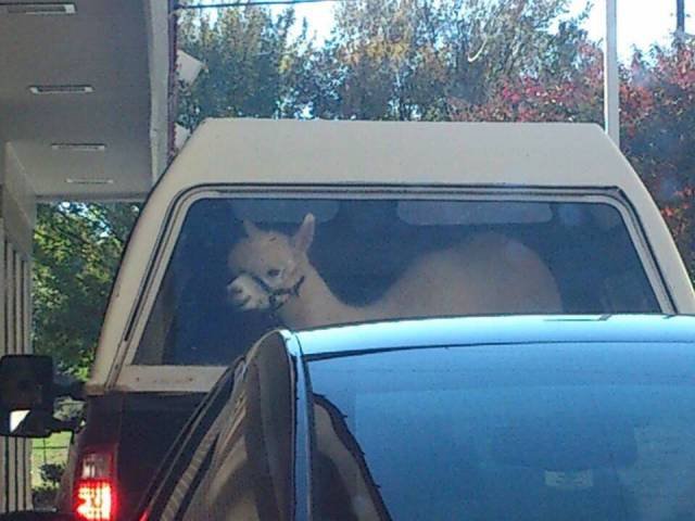 Weird Situations On The Road (42 pics)
