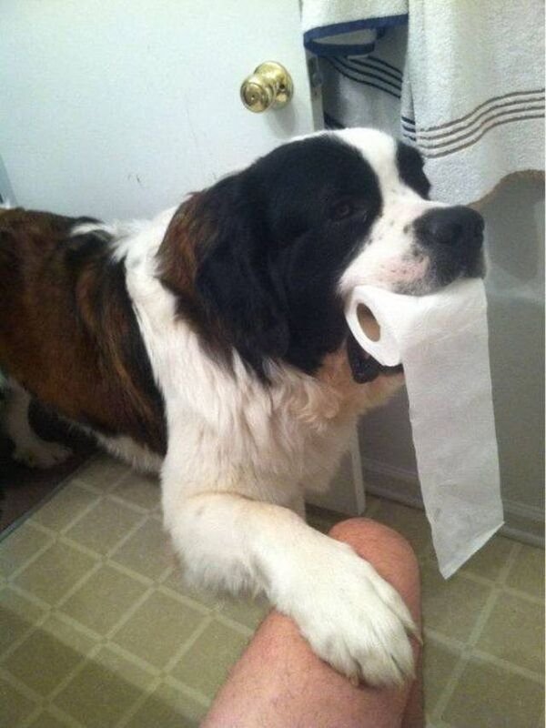 Adorable Dogs (27 pics)