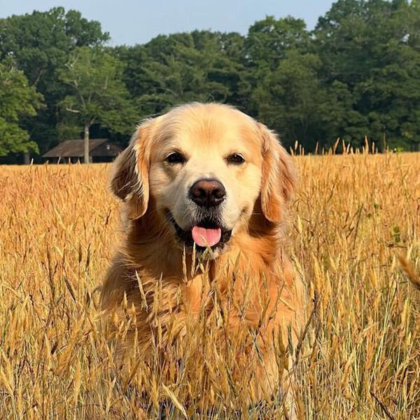 Adorable Dogs (27 pics)