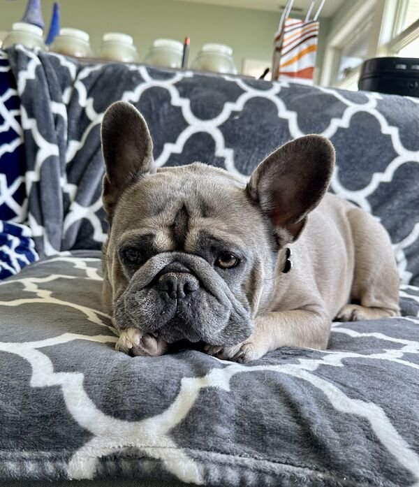 Adorable Dogs (27 pics)