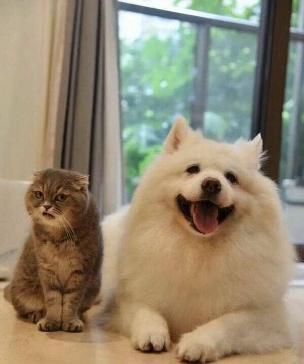 Adorable Dogs (27 pics)