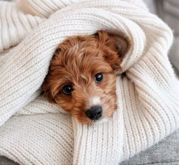 Adorable Dogs (27 pics)