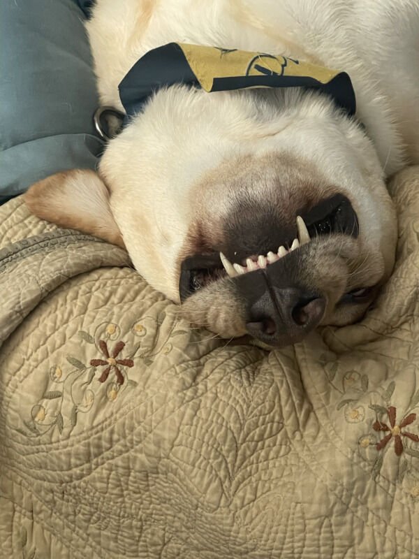 Adorable Dogs (27 pics)