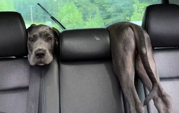Adorable Dogs (27 pics)