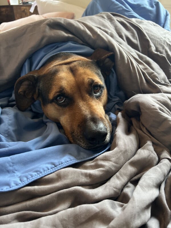 Adorable Dogs (27 pics)
