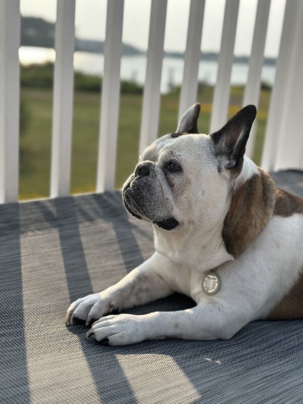 Adorable Dogs (27 pics)