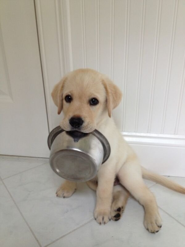 Adorable Dogs (27 pics)
