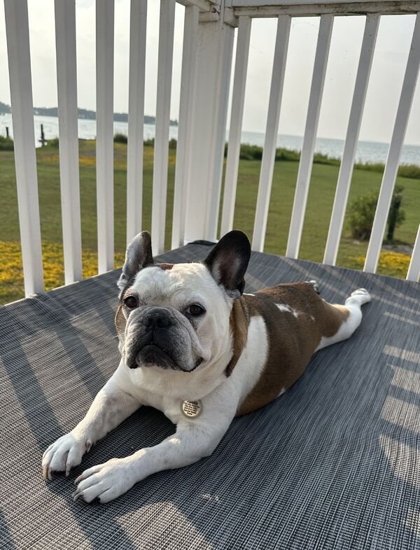 Adorable Dogs (27 pics)