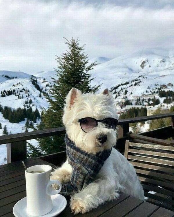 Adorable Dogs (27 pics)