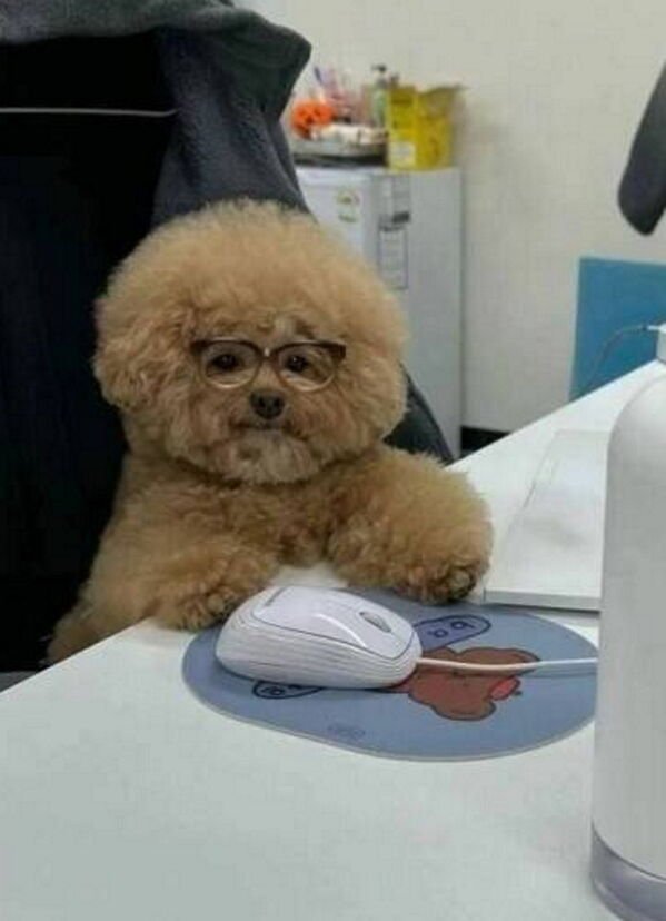 Adorable Dogs (27 pics)