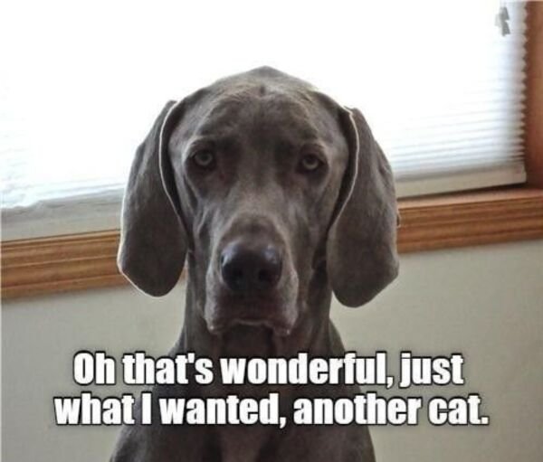 Adorable Dogs (27 pics)