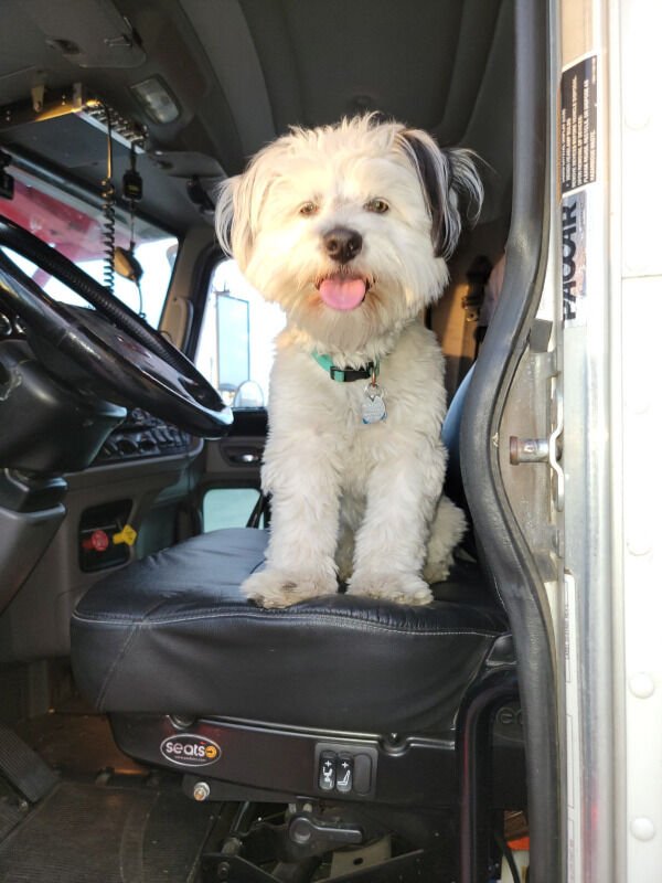 Adorable Dogs (27 pics)