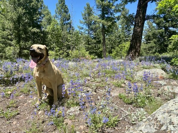 Adorable Dogs (27 pics)