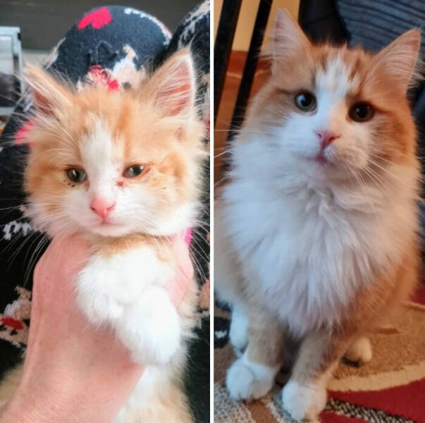 Cats Before And After Adoption (29 pics)