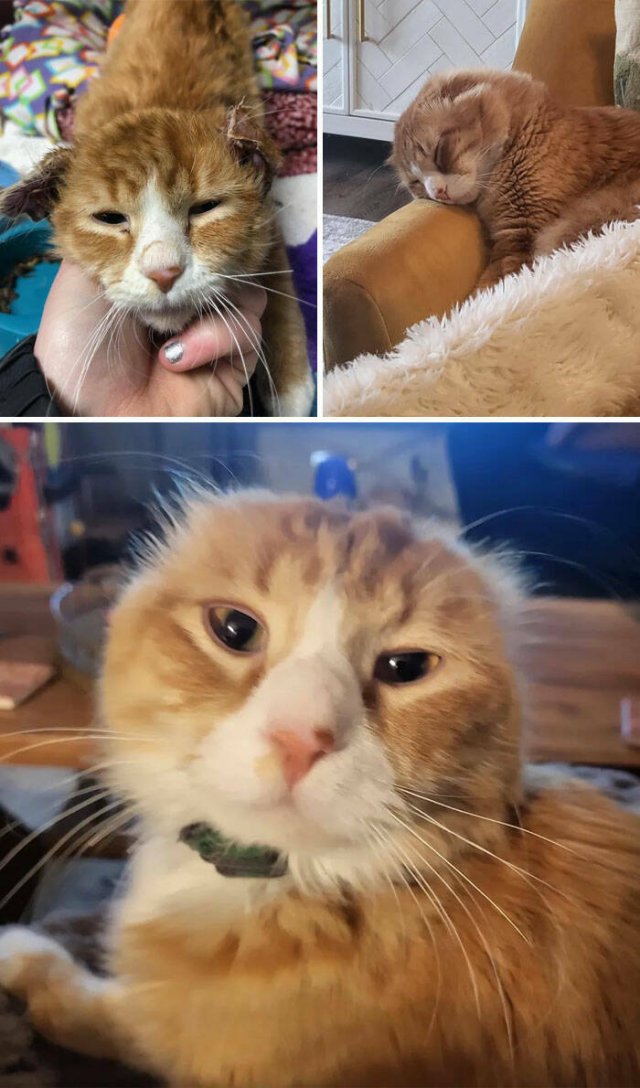 Cats Before And After Adoption (29 pics)