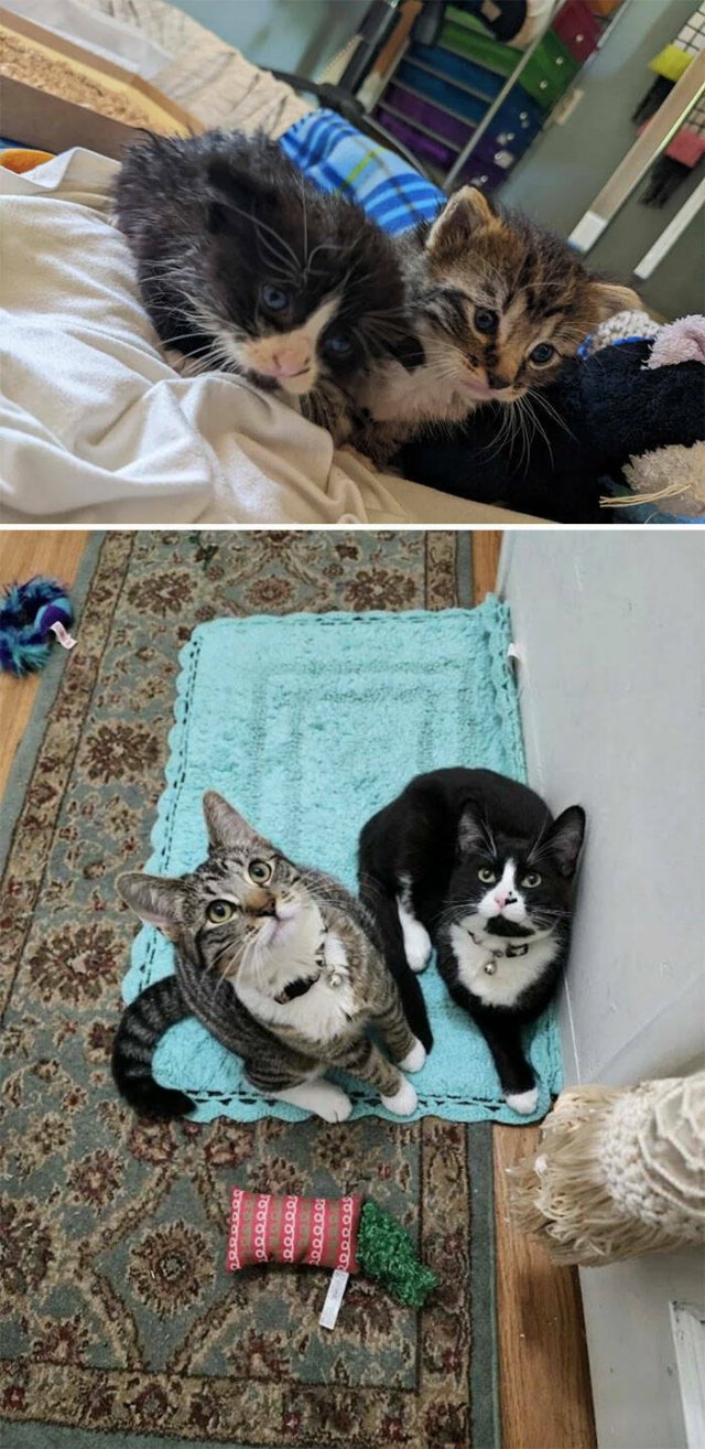 Cats Before And After Adoption (29 pics)