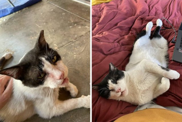 Cats Before And After Adoption (29 pics)